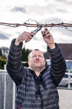 Üzüm bağları kesen makaslı adam.