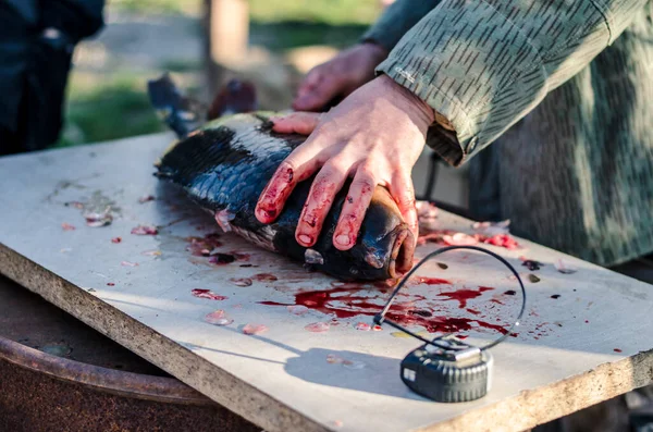 Limpieza Preparación Pescado Carpa Crudo Para Harina Sangre Cuchillo — Foto de Stock