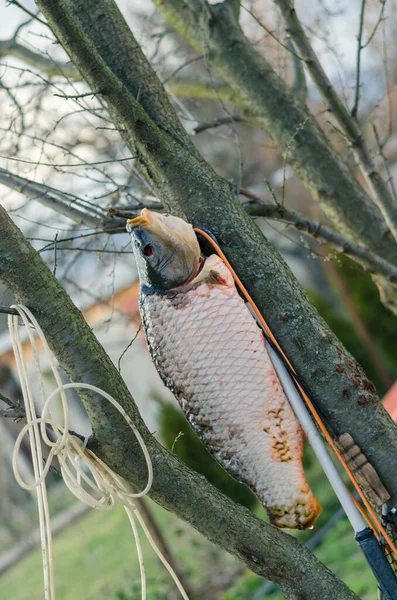 Vreemd Beeld Van Verse Vis Het Schoonmaken Gezond Eiwitwit Vlees — Stockfoto