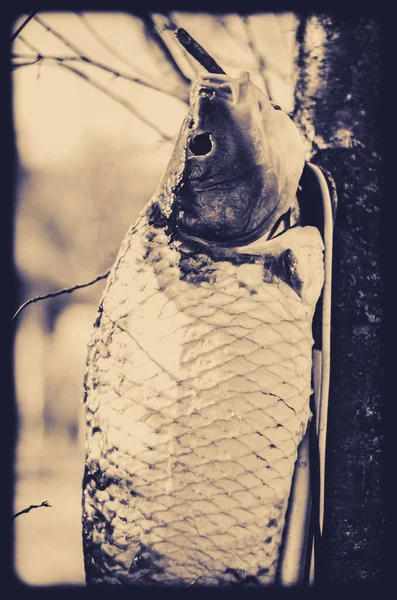 Странное Изображение Свежей Рыбы После Очищения Здоровое Белое Мясо Вегетарианцев — стоковое фото