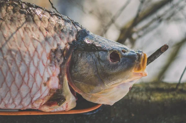 Strana Immagine Pesce Fresco Dopo Essere Stato Pulito Carne Bianca — Foto Stock