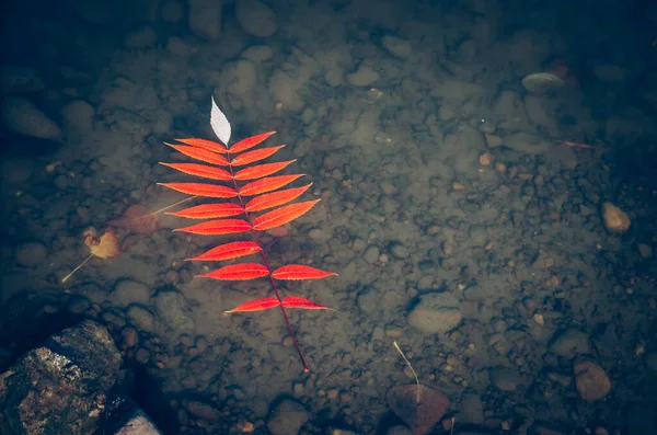 Hoja Color Rojo Brillante Flotando Superficie Del Agua —  Fotos de Stock