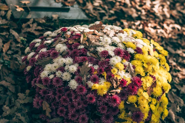 Kleurrijke Gele Witte Rode Chrysant Bloem — Stockfoto