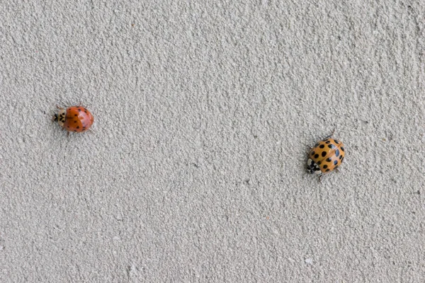 Wild Dangerous Red Ladybug Insect Black Dots — Stock Photo, Image