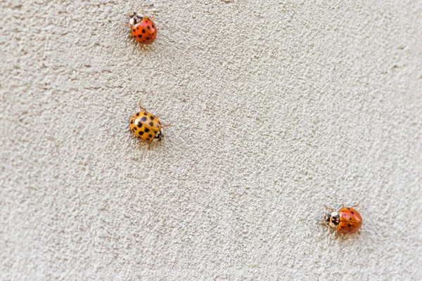 Inseto Joaninha Vermelho Perigoso Selvagem Com Pontos Pretos — Fotografia de Stock