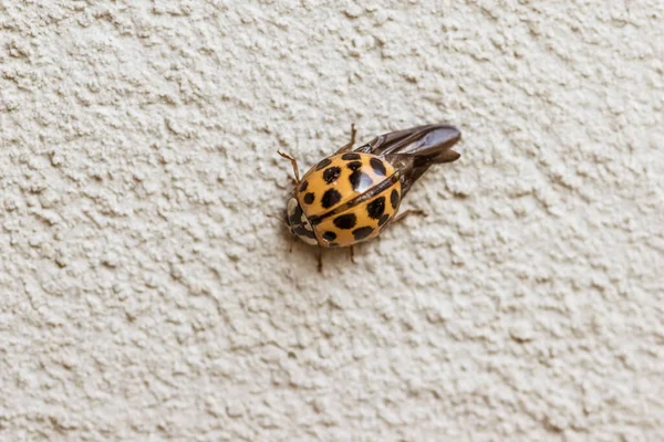 Wild Dangerous Red Ladybug Insect Black Dots — Stock Photo, Image