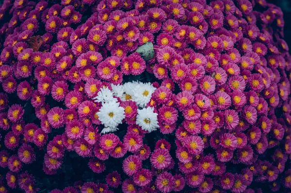 Contrasto Fiori Crisantemo Rossi Bianchi Tomba Durante Giorno Tutti Santi — Foto Stock