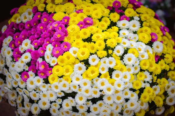 Fiori Crisantemo Bianchi Rosa Gialli Sulla Tomba Durante Giorno Ognissanti — Foto Stock