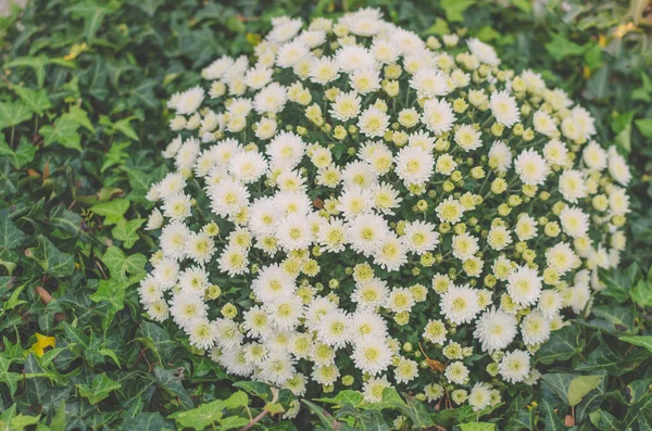 Luminosi Piccoli Fiori Crisantemo Sulla Tomba Durante Giorno Ognissanti Nel — Foto Stock