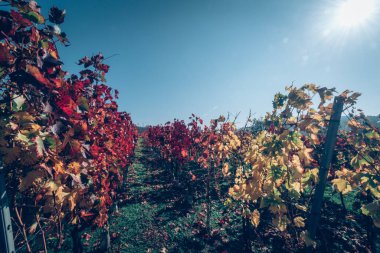 Kırsaldaki üzüm bağında parlak kırmızı ve turuncu yapraklar ve güneş ışığı