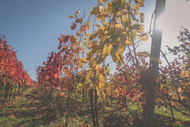 Kırsaldaki üzüm bağında parlak kırmızı ve turuncu yapraklar ve güneş ışığı