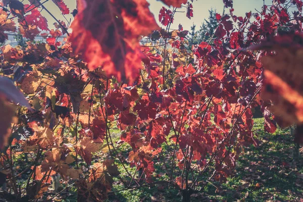 Червоне Листя Сонячне Світло Сільському Винограднику Сільській Місцевості — стокове фото