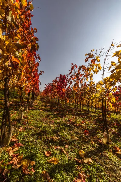 Bright Vivid Red Orange Leaves Sunlight Rural Vineyard Countryside — Stock Photo, Image