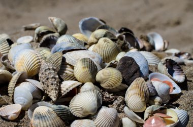 Grup deniz kabukları