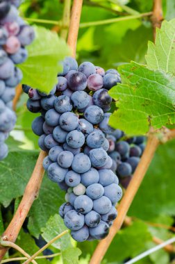 Kırmızı üzüm kümesi.