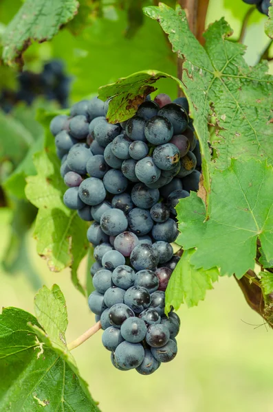 Cluster of red grape — Stock Photo, Image
