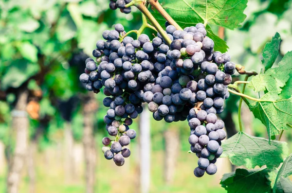 Cluster van rode druiven — Stockfoto