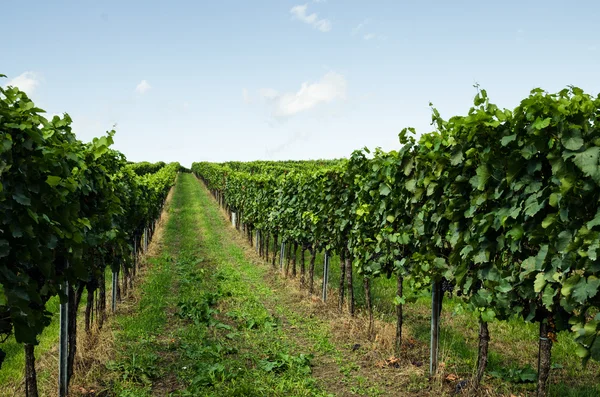 Green vineyard — Stock Photo, Image