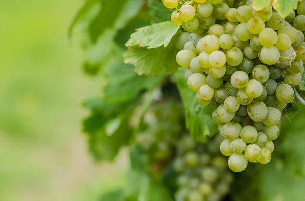 Cluster van groene druif — Stockfoto