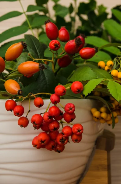 Decoración de otoño — Foto de Stock