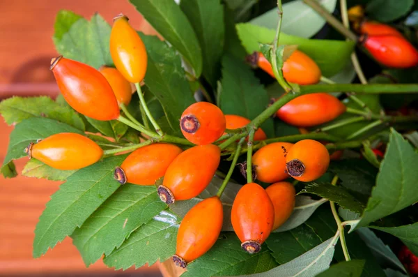 Orange briar — Stock Photo, Image