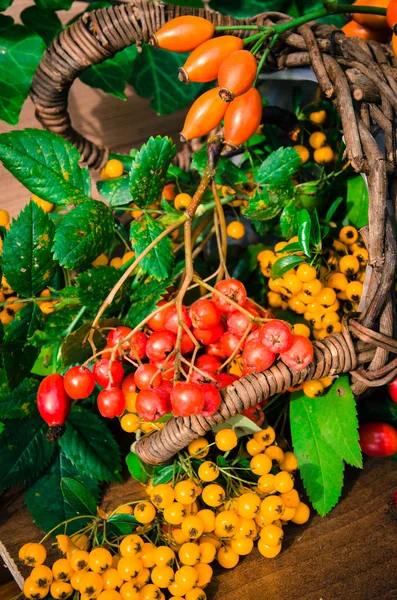 Autumn fruits and plants — Stock Photo, Image