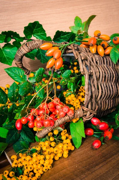 Coloridas frutas y plantas otoñales — Foto de Stock