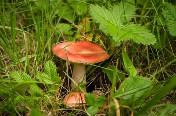 Russula — Stock Photo, Image