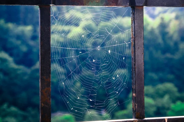 Red de araña — Foto de Stock