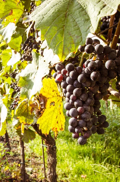 Uvas negras — Foto de Stock