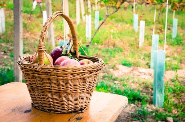 Autumn concept — Stock Photo, Image