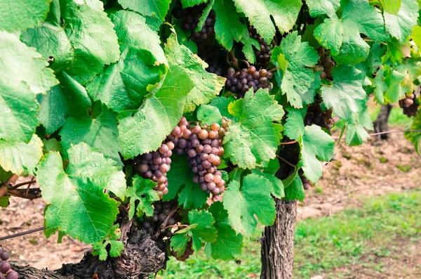 Uvas pretas — Fotografia de Stock