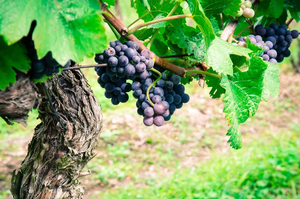 Uvas negras — Foto de Stock