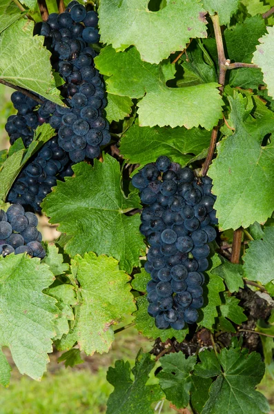 Black grapes — Stock Photo, Image