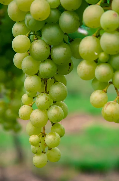 Detail van groene druiven — Stockfoto
