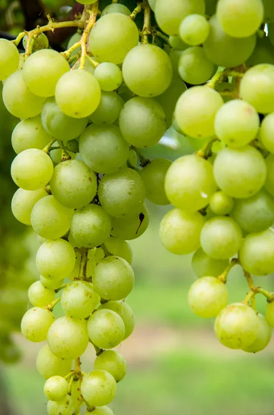 Detail van groene druiven — Stockfoto