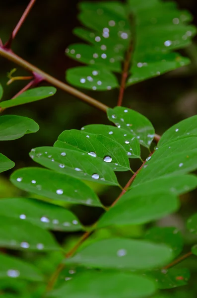 Gröna blad — Stockfoto