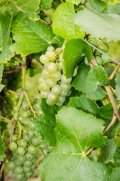 Green grapes — Stock Photo, Image