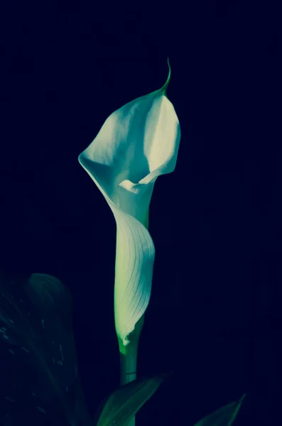 Calla lily filtre — Stok fotoğraf