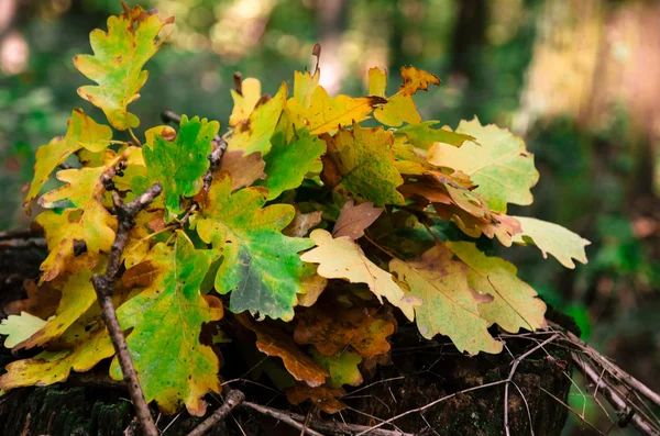 Autumn leaves — Stock Photo, Image