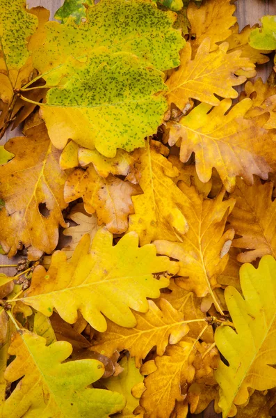 Fond de feuilles d'automne jaunes — Photo