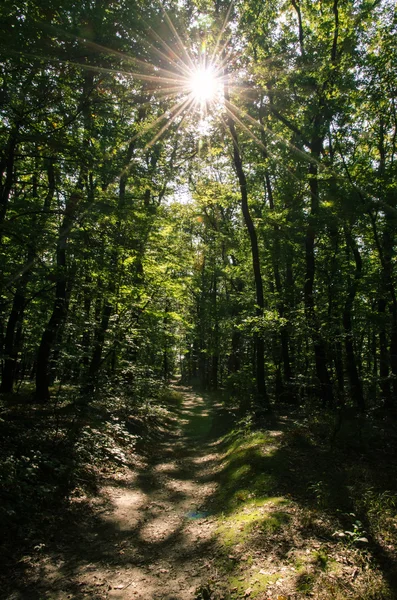 Chemin forestier — Photo