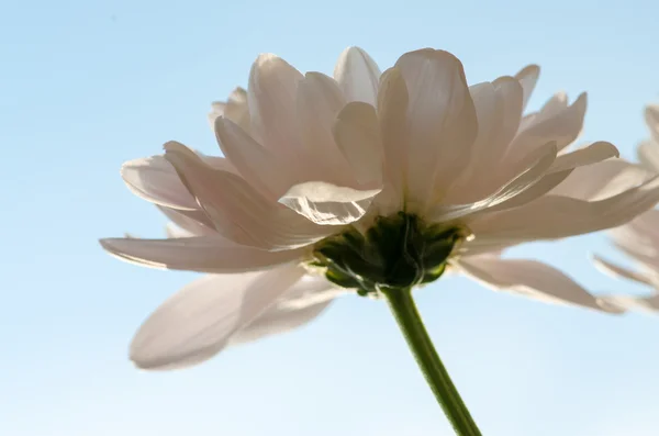 Fleur de chrysanthème — Photo