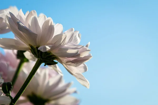 Flor de crisantemo —  Fotos de Stock