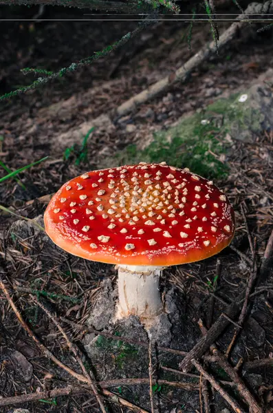 Toadstool — Stock Photo, Image