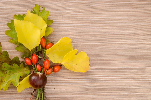 Decoración de otoño — Foto de Stock