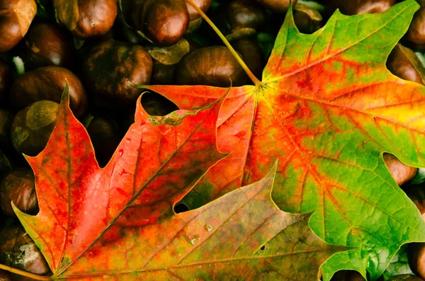 秋の紅葉と栗 — ストック写真