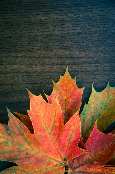 Colorful autumn leaves — Stock Photo, Image