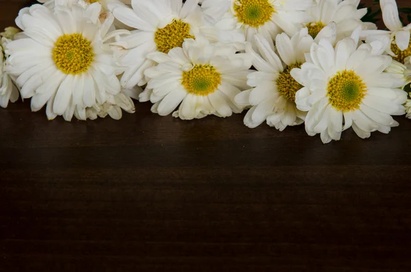 Bílé chrysanthemum — Stock fotografie