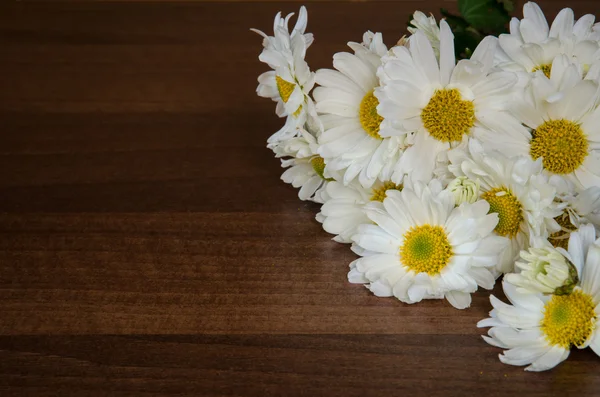 Bílé chrysanthemum — Stock fotografie